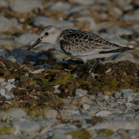 Sanderling