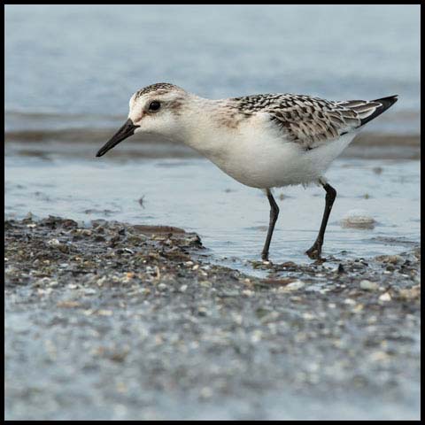 Sanderling