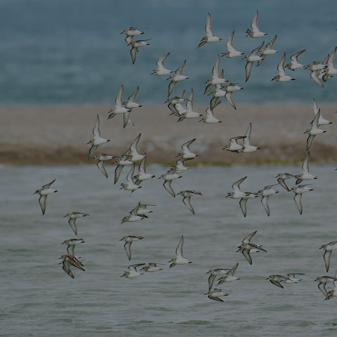 Semipalmated Sandpiper