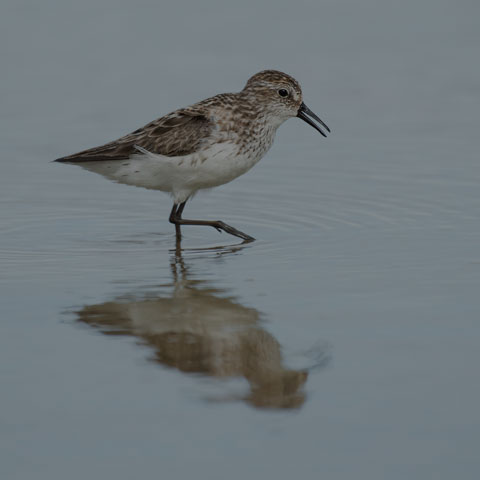 Semipalmated Sandpiper