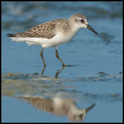 Semipalmated Sandpiper