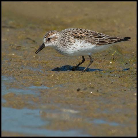 Semipalmated Sandpiper