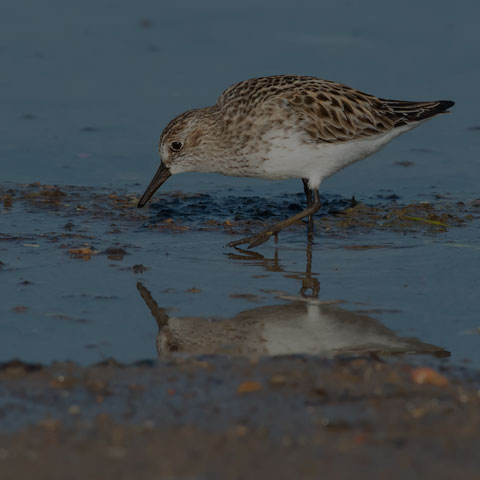 Semipalmated Sandpiper