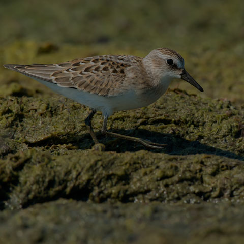 Semipalmated Sandpiper