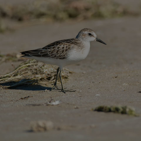 Semipalmated Sandpiper