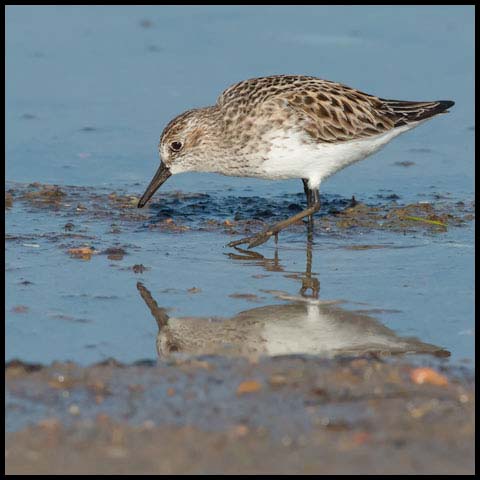 Semipalmated Sandpiper