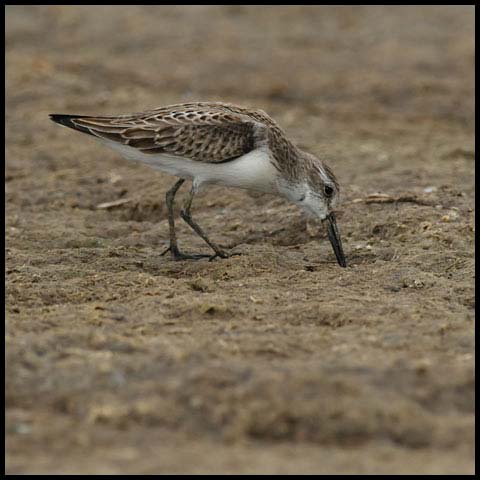 Western Sandpiper