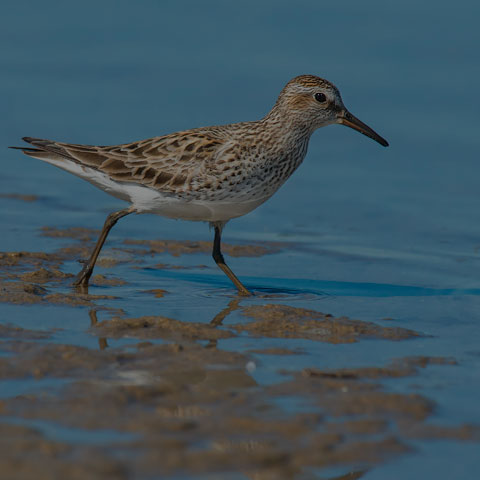 White-rumped Sandpiper