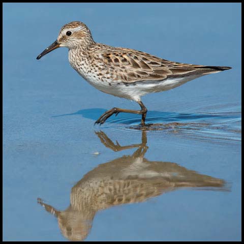 White-rumped Sandpiper