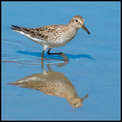 White-rumped Sandpiper