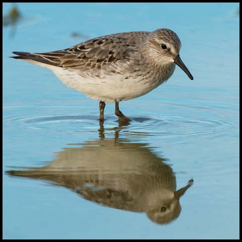 White-rumped Sandpiper
