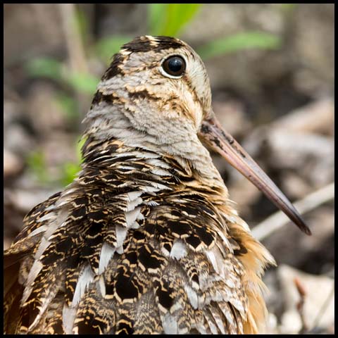American Woodcock