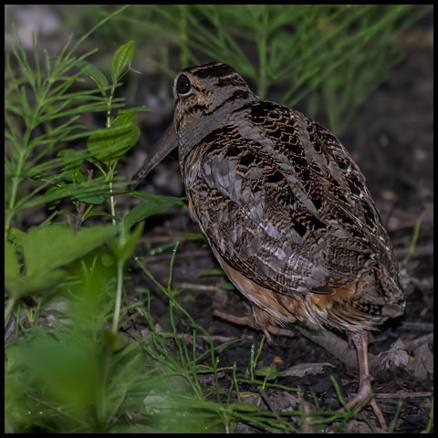 American Woodcock