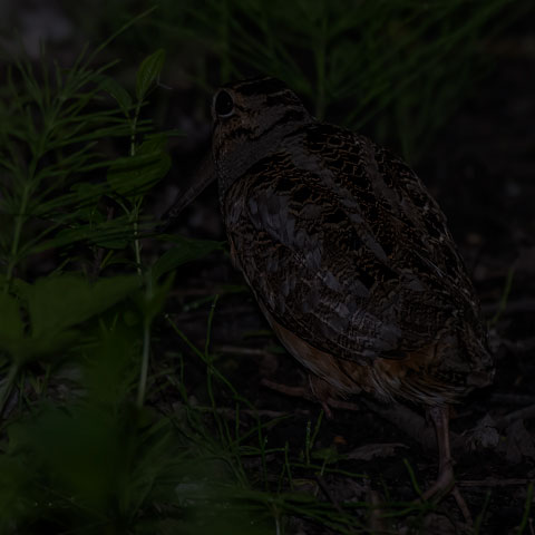 American Woodcock