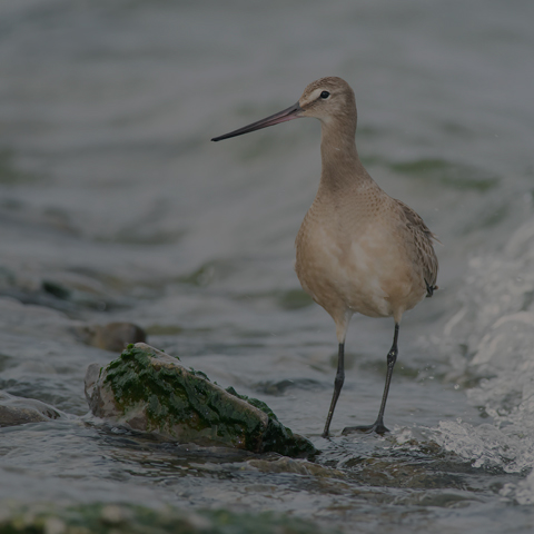 Hudsonian Godwit