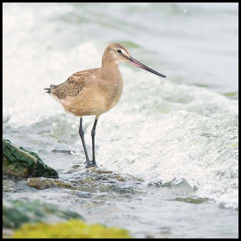 Hudsonian Godwit