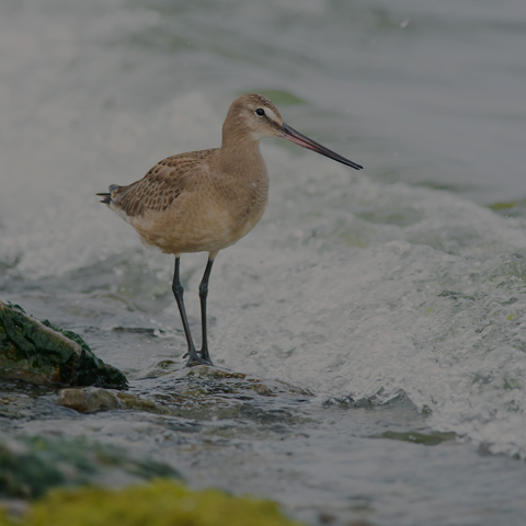 Hudsonian Godwit