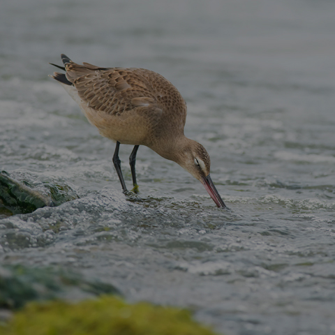 Hudsonian Godwit