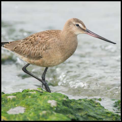 Hudsonian Godwit