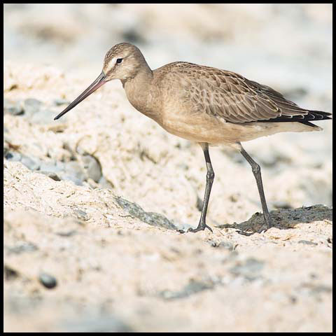Hudsonian Godwit