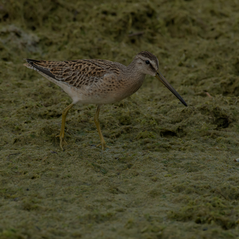 Short-billed Dowitcher
