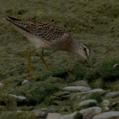 Short-billed Dowitcher