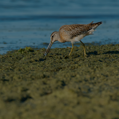 Short-billed Dowitcher
