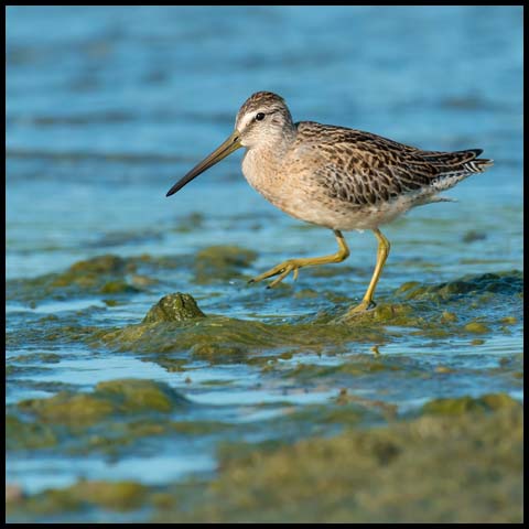 Short-billed Dowitcher