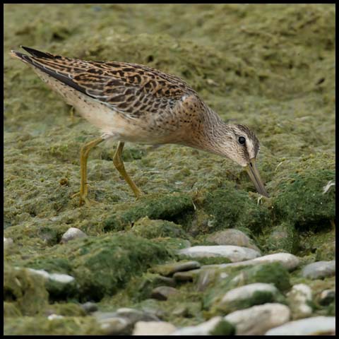 Short-billed Dowitcher