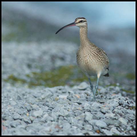 Whimbrel