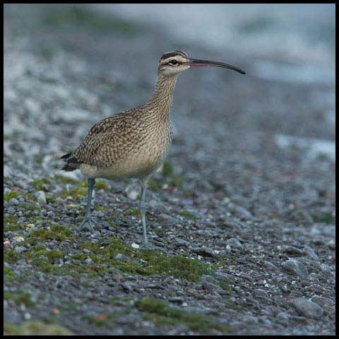 Whimbrel
