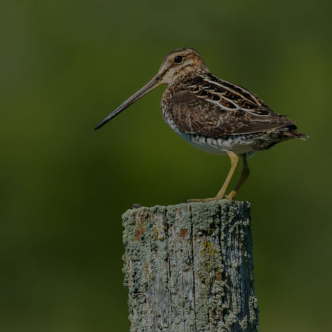 Wilson's Snipe