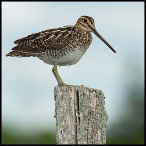 Wilson's Snipe