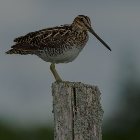 Wilson's Snipe