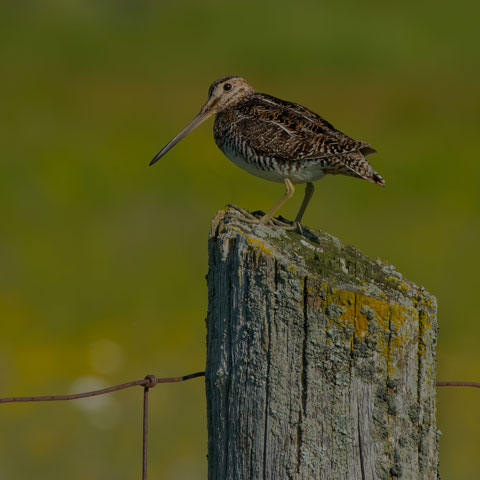 Wilson's Snipe