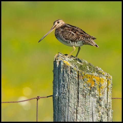 Wilson's Snipe