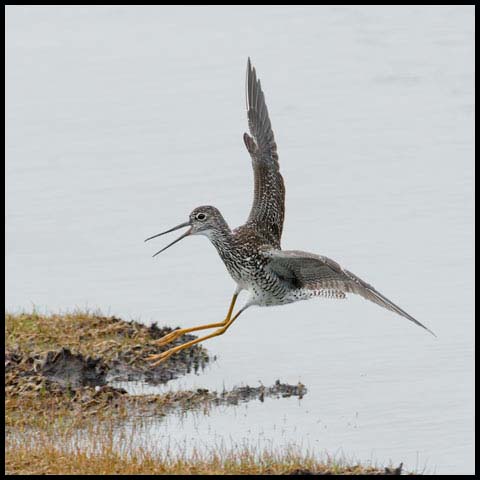 Greater Yellowlegs
