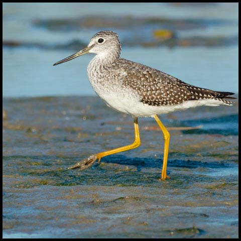 Greater Yellowlegs