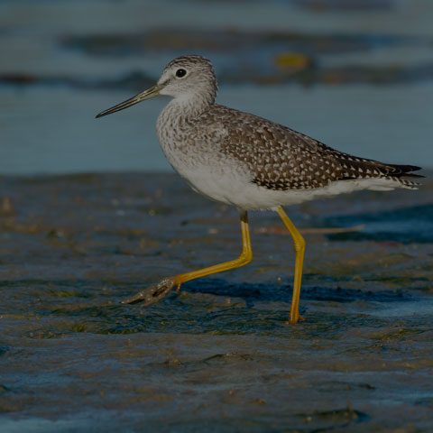 Greater Yellowlegs