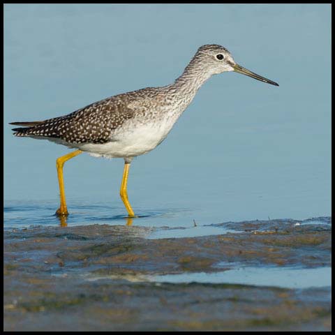 Greater Yellowlegs