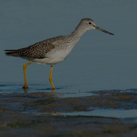 Greater Yellowlegs