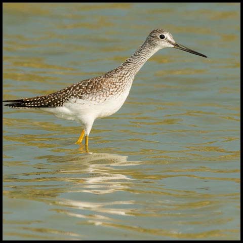 Greater Yellowlegs