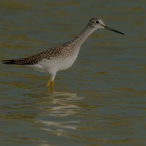 Greater Yellowlegs