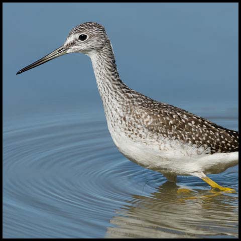 Greater Yellowlegs