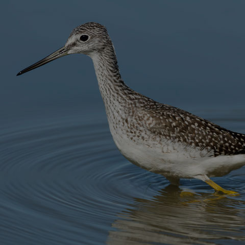 Greater Yellowlegs