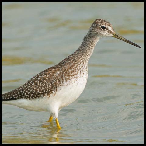 Greater Yellowlegs