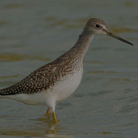 Greater Yellowlegs
