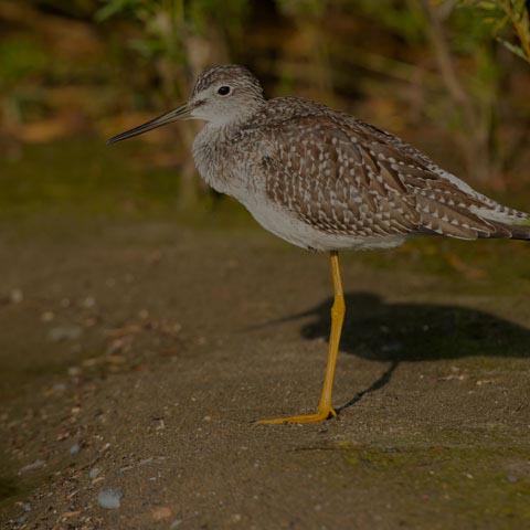 Greater Yellowlegs