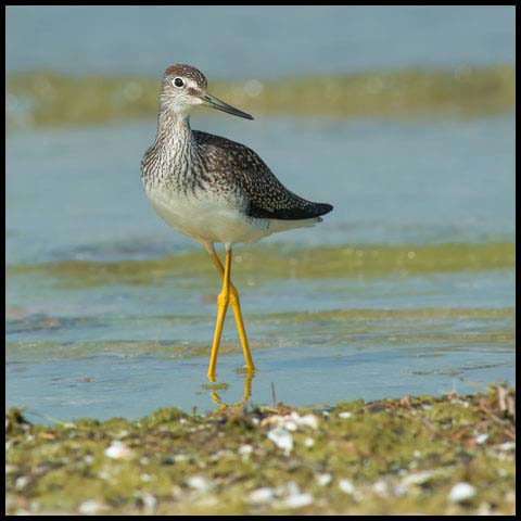 Greater Yellowlegs