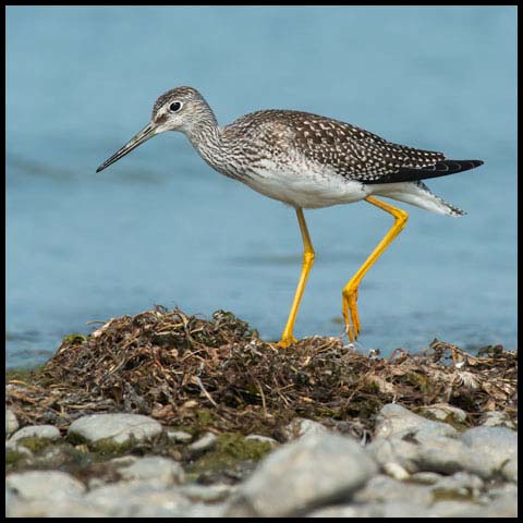 Greater Yellowlegs